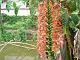Ginger Lily